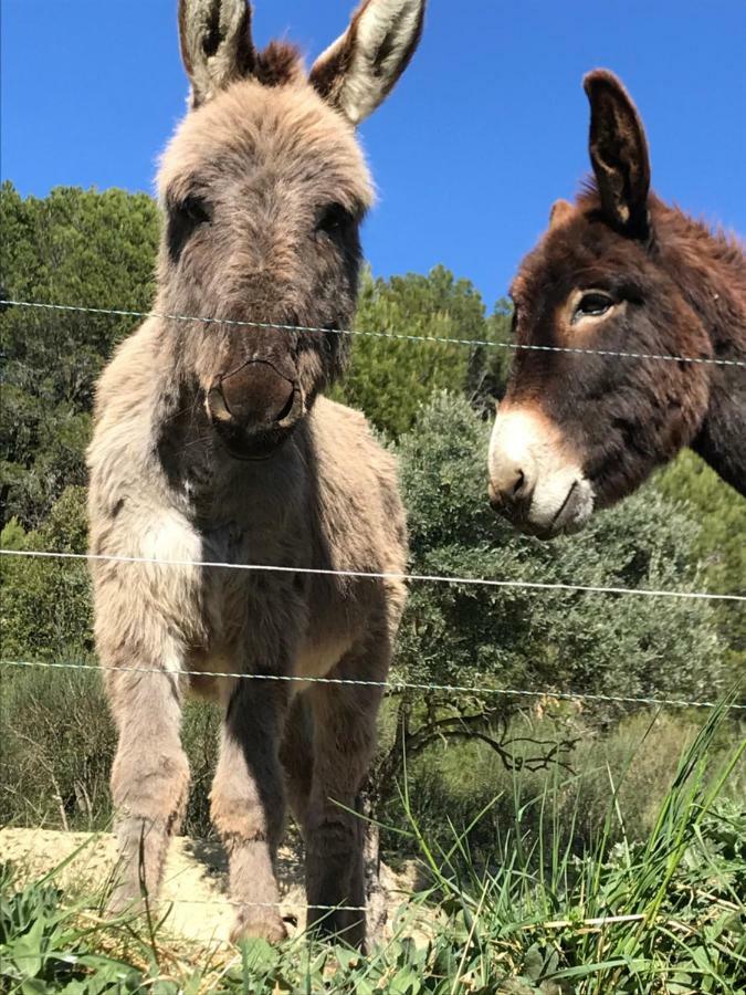 Bastide Bellugue Maison d'hôtes à La Ferme à 3 minutes de Lourmarin Acomodação com café da manhã Cadenet Exterior foto